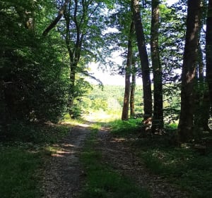 Marche dans la forêt de La Saussaye - La Saussaye - 2