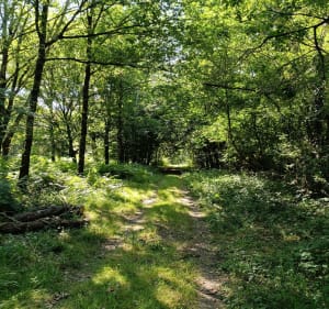 Le plateau de Civray-de-Touraine - Civray-de-Touraine - 2