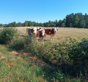 Boucle depuis Anglards-de-Saint-Flour - Anglards-de-Saint-Flour - 2
