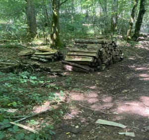Forêt de la tour de Meix - La Tour-du-Meix - 2