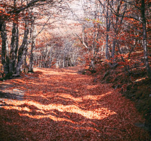 Balade forestière autour du Mont Aigoual - Val-d'Aigoual - 4