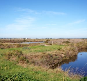 Balade entre mer et marais à Ars-en-Ré - Ars-en-Ré - 2