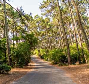 Le petit tour du Cap Ferret - Lège-Cap-Ferret - 3