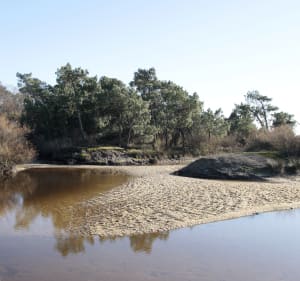Balade dans la forêt de Lanton - Lanton - 2