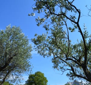 Sortie VTT entre Saint-Rémy-de-Provence et Noves - Saint-Rémy-de-Provence - 2