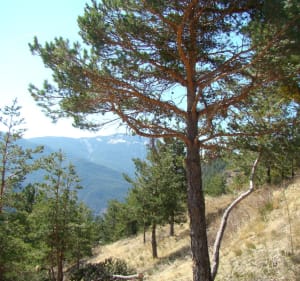 Van de Cians-kloven tot de Tête de Rigaud - Rigaud - 2