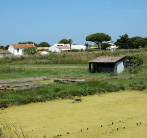 Balade dans les marais entre Loix et La Couarde-sur-Mer - Loix - 2