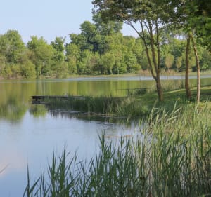 Promenade campagnarde au Lac de Frace - Aigrefeuille-d'Aunis - 2