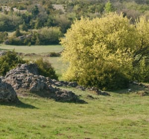 La forêt du Cade avec vu sur Millau - Millau - 2