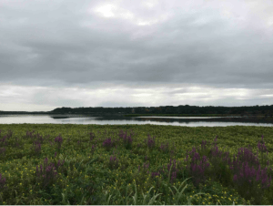 Biodiversité du Marais d'Orx et ses superbes observatoires - Maison du marais, Labenne - 2