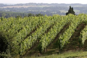 Entre vignes et ancien prieuré, vestiges de l'Adour - Saint-Mont - 2