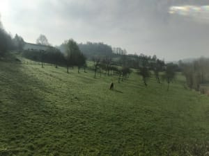 Courtonne-la-Meurdrac : pérégrination dans une nature en folie - Courtonne-la-Meurdrac - 2
