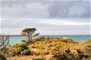 Pointe de Carantec et impressions tropicales - Carantec - 3