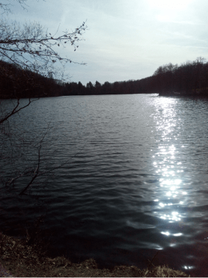 Etangs aux mille reflets entre Guyancourt et Versailles - La Mare Jarry - 2