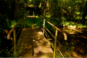 Beauté lacustre et flore d'exception au marais de Cassan - Lacapelle-Viescamp - 2