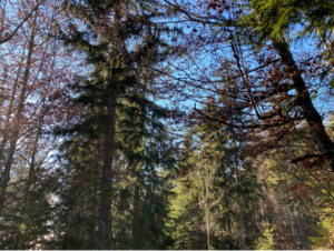 Splendeur du Lac Vert et rando-raquette autour de Servoz - La Côte, Servoz - 2