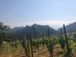 Arpenter les Dentelles sarrasines et se délecter de la vue - Gigondas - 2