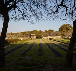 Plateau de la Caume et massif des Alpilles depuis Saint-Rémy-de-Provence - Decathlon - 2