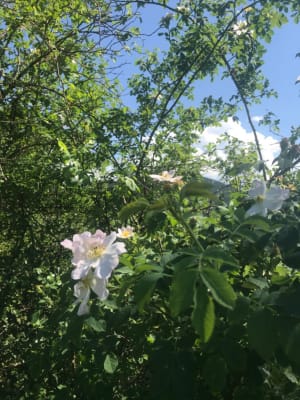 Vallon du Furon et sa merveilleuse flore sauvage - Lans en Vercors - 2