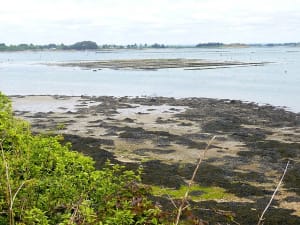Île aux moines et celtitudes méridionales - Île-aux-Moines - 2