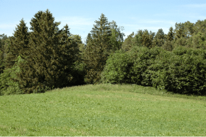 Marcher en forêt de Lyons et étreindre un hêtre - Les Hogues - 2