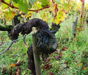 Flâner au fil de la Dordogne et se perdre dans les vignes - Libourne - 2