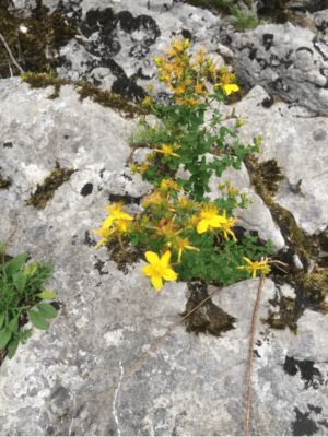 Corrençon mythique et fascinante nature - Corrençon-en-Vercors - 2