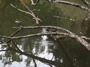 Balade au Parc de Fontaudin et quiétude près de l'étang - Pessac - 2
