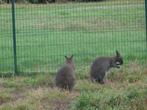 Promenade au coeur du parc Canivenc et de sa faune variée. - GRADIGNAN - 2