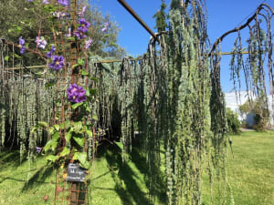 Jardin des plantes d'Orléans et ses trésors olfactifs - Orléans - 3