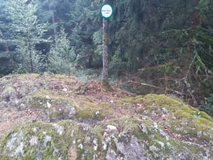 Boucle de la roche Renard et la beauté de sa forêt vosgienne - Vescemont - 2
