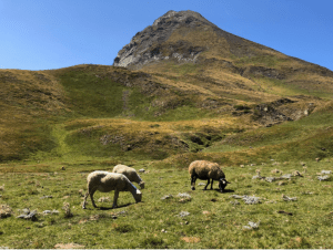 Crête du Lys et vue exceptionnelle sur les Pyrénées - Decathlon - 3