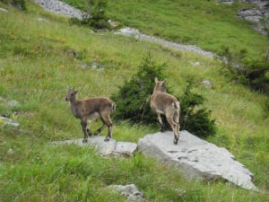 Chalets de Sales et évasion au milieu des cascades - Sixt-Fer-à-Cheval - 5