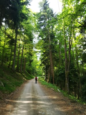 Cadre enchanteur du Petit Ballon et bol d'air en forêt - Luttenbach-près-Munster - 2