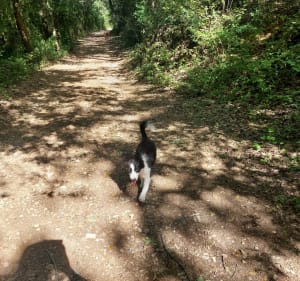 Balade canine depuis Vins-sur-Caramy - Vins-sur-Caramy - 2