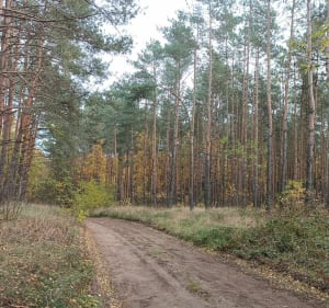Jankowo i Wierzbiczany - Gniezno - 2