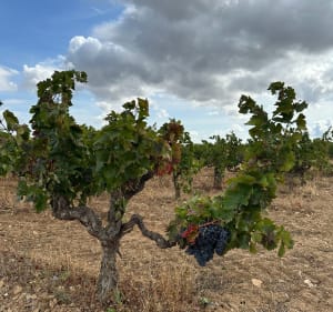 Paraza entre vignes et garrigue - Paraza - 2