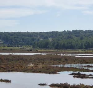 Tour de l'étang de Gruissan - Gruissan - 2