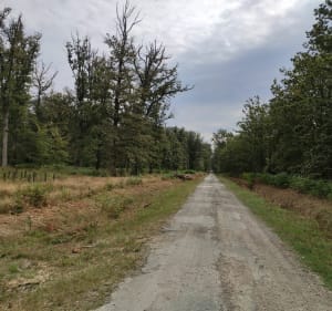 Le Poinçonnet et sa forêt. - Matthias - 4