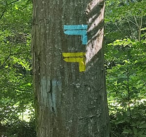 Balade en forêt de Louviers - Louviers - 2