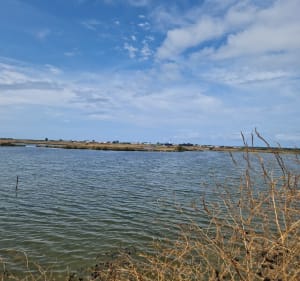 Les marais salants à Ars en Ré - Ars-en-Ré - 2