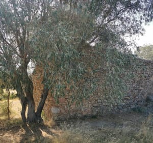 Roc de Majorque en boucle - Thuir - 2