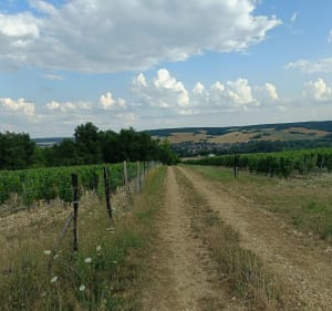 Balade sur les hauts de Cravant - Deux Rivières - 2