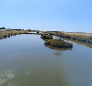 Promenade entre  Marais salante forêt et plage - L'Île-d'Olonne - 2
