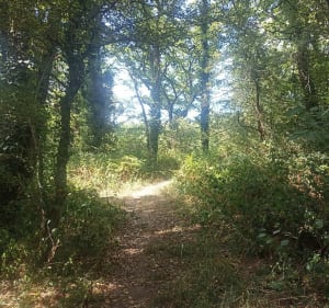 Petite boucle du chêne de la planche Marion - Le Cellier - 3