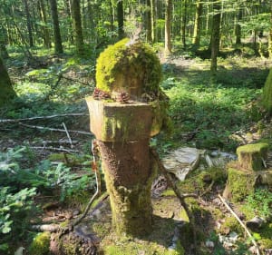 Balade de Jojo forêt de la planoise - Antully - 2
