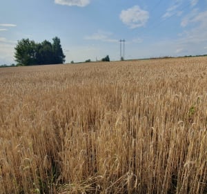 Obrzeżami Czeladzi i nie tylko - Czeladź - 2