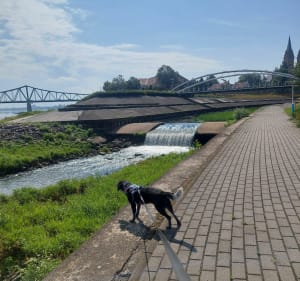Ujście Zgłowiączki do Wisły - Włocławek - 3