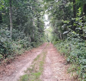 Forêt de Notre-Dame à partir de Lésigny - Lésigny - 2