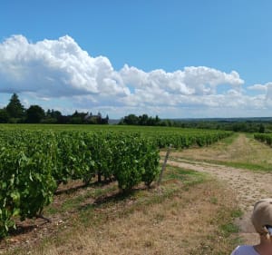 Foulées vouvrillonnes 2024 parcours marche 4km - Vouvray - 2